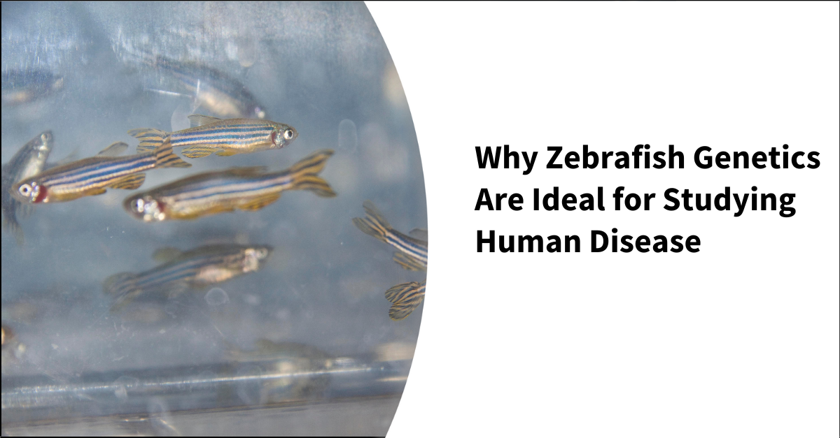 zebrafish for genetic research